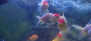 Redcap Oranda Goldfish - thumbnail 2