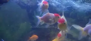 Redcap Oranda Goldfish