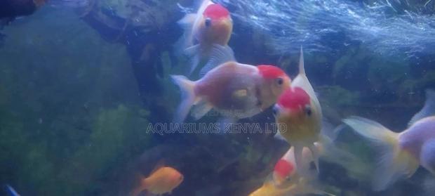 Redcap Oranda Goldfish - main view