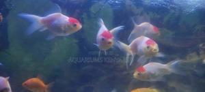 Oranda Goldfish,Redcup, Aquarium Fish - thumbnail 2
