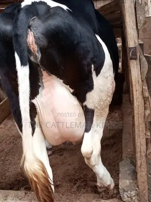 Pedigree Friesian Heifer 8 Months Incalf