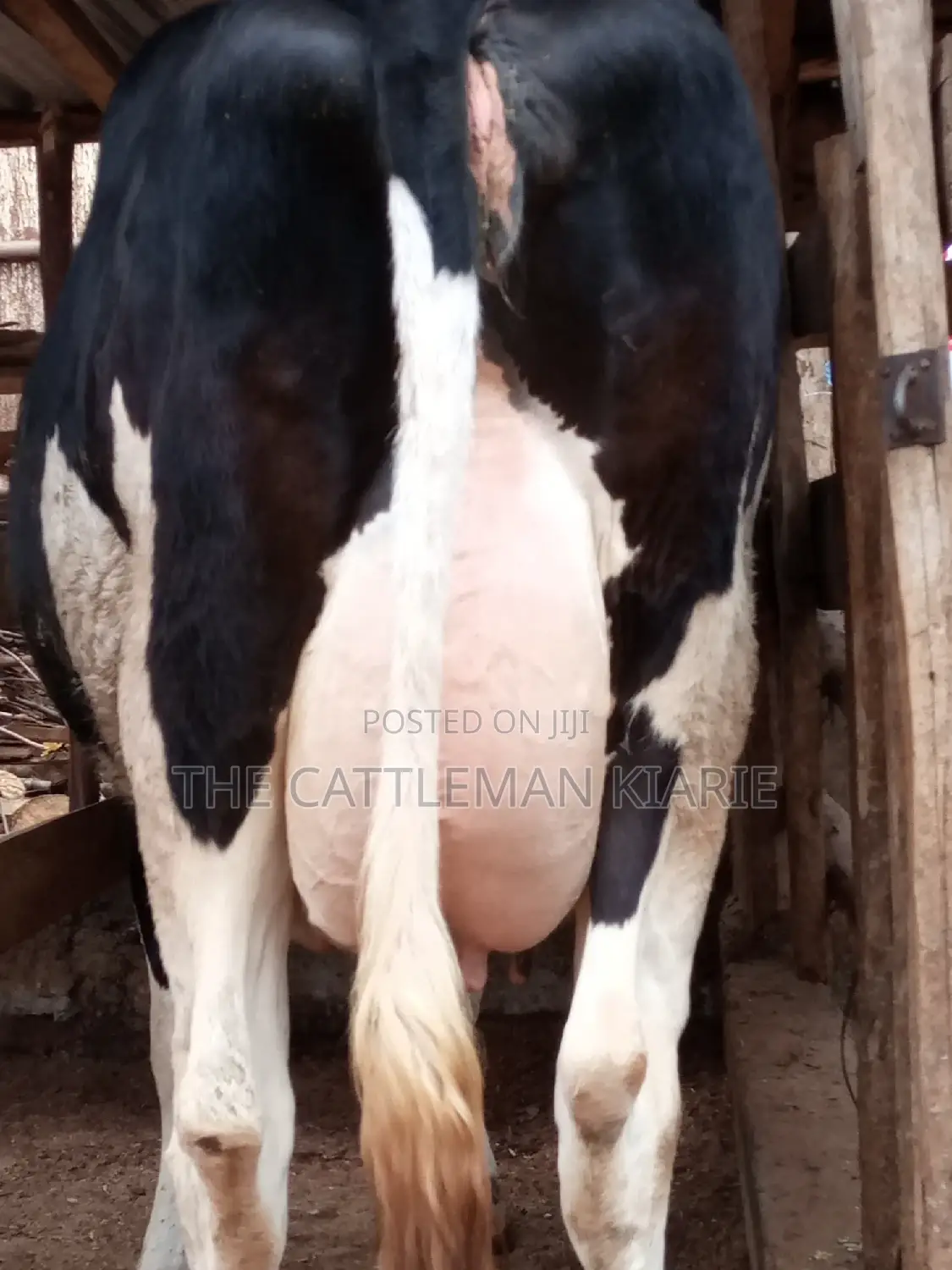 Pedigree Friesian Heifer 8 Months Incalf