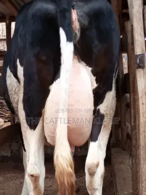 Pedigree Friesian Heifer 8 Months Incalf