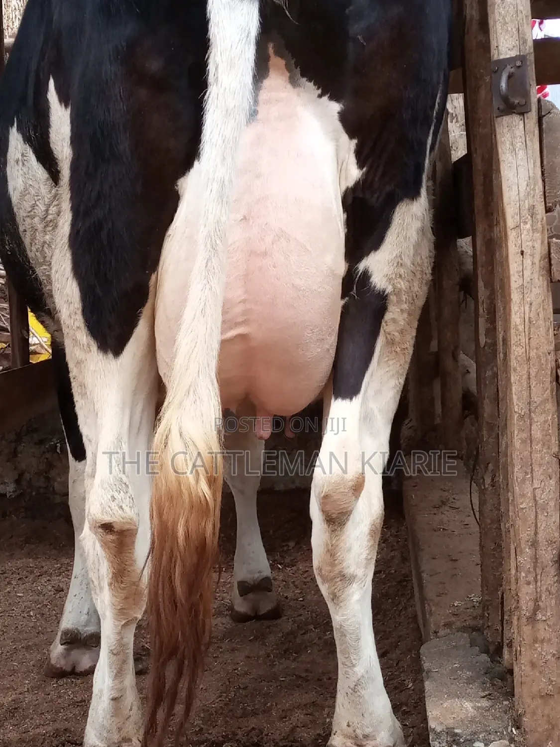 Pedigree Friesian Heifer 8 Months Incalf