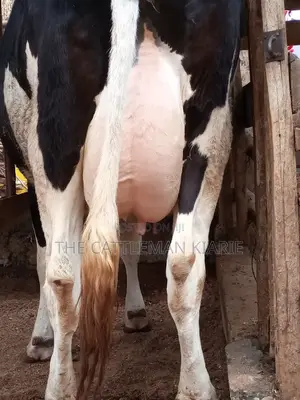 Pedigree Friesian Heifer 8 Months Incalf