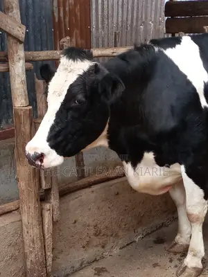 Pedigree Friesian Heifer 8 Months Incalf