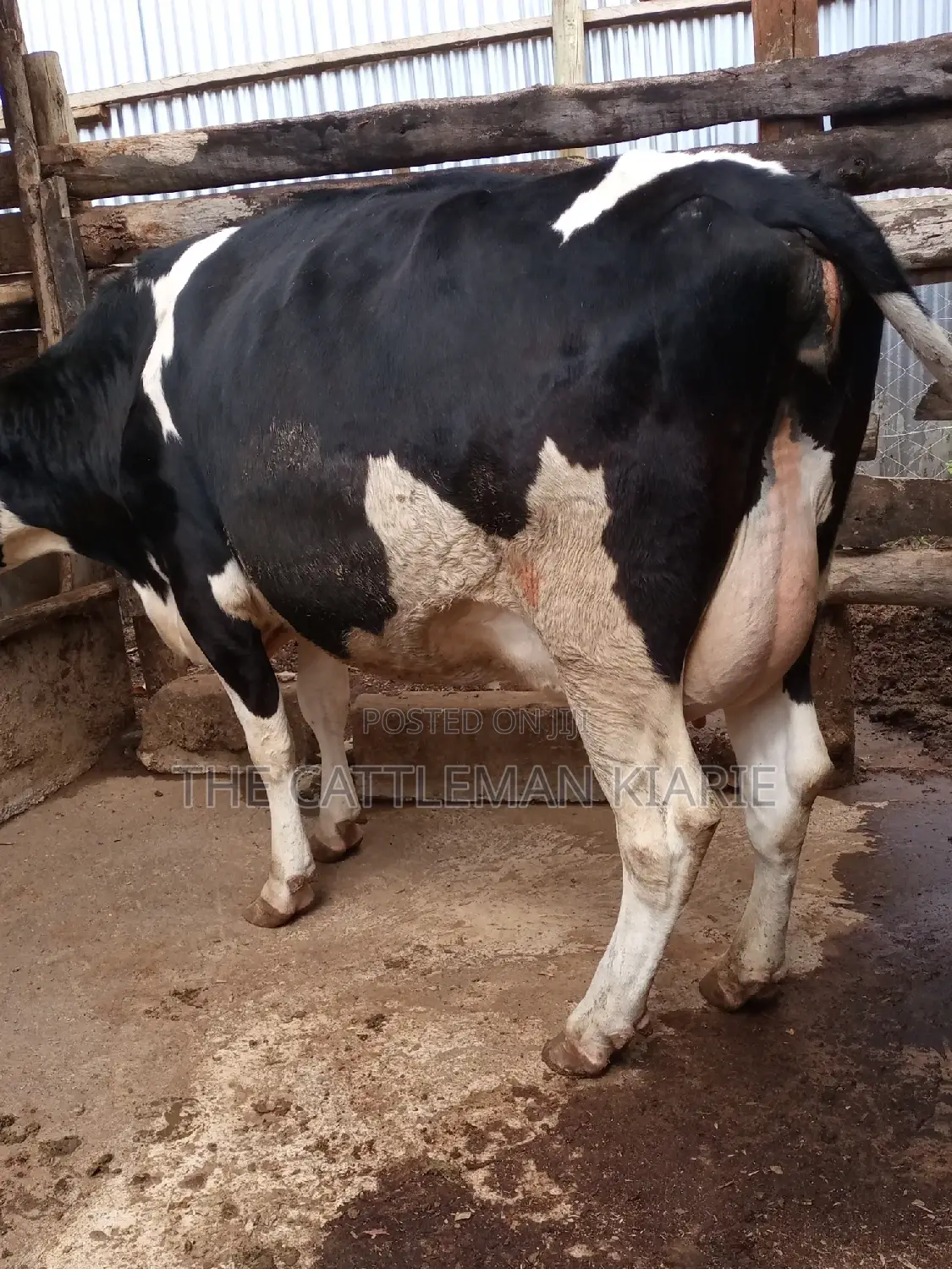 Pedigree Friesian Heifer 8 Months Incalf