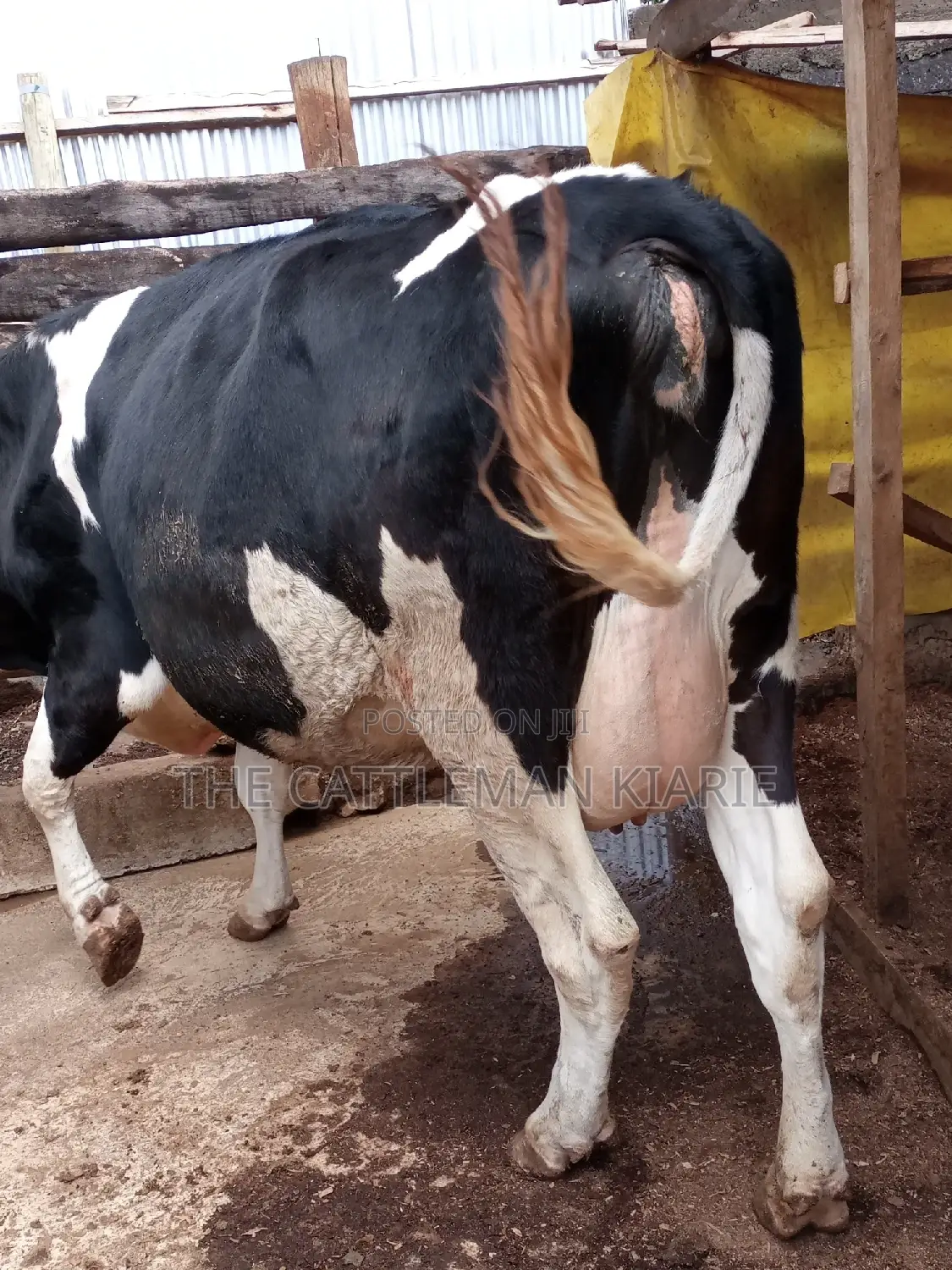 Pedigree Friesian Heifer 8 Months Incalf