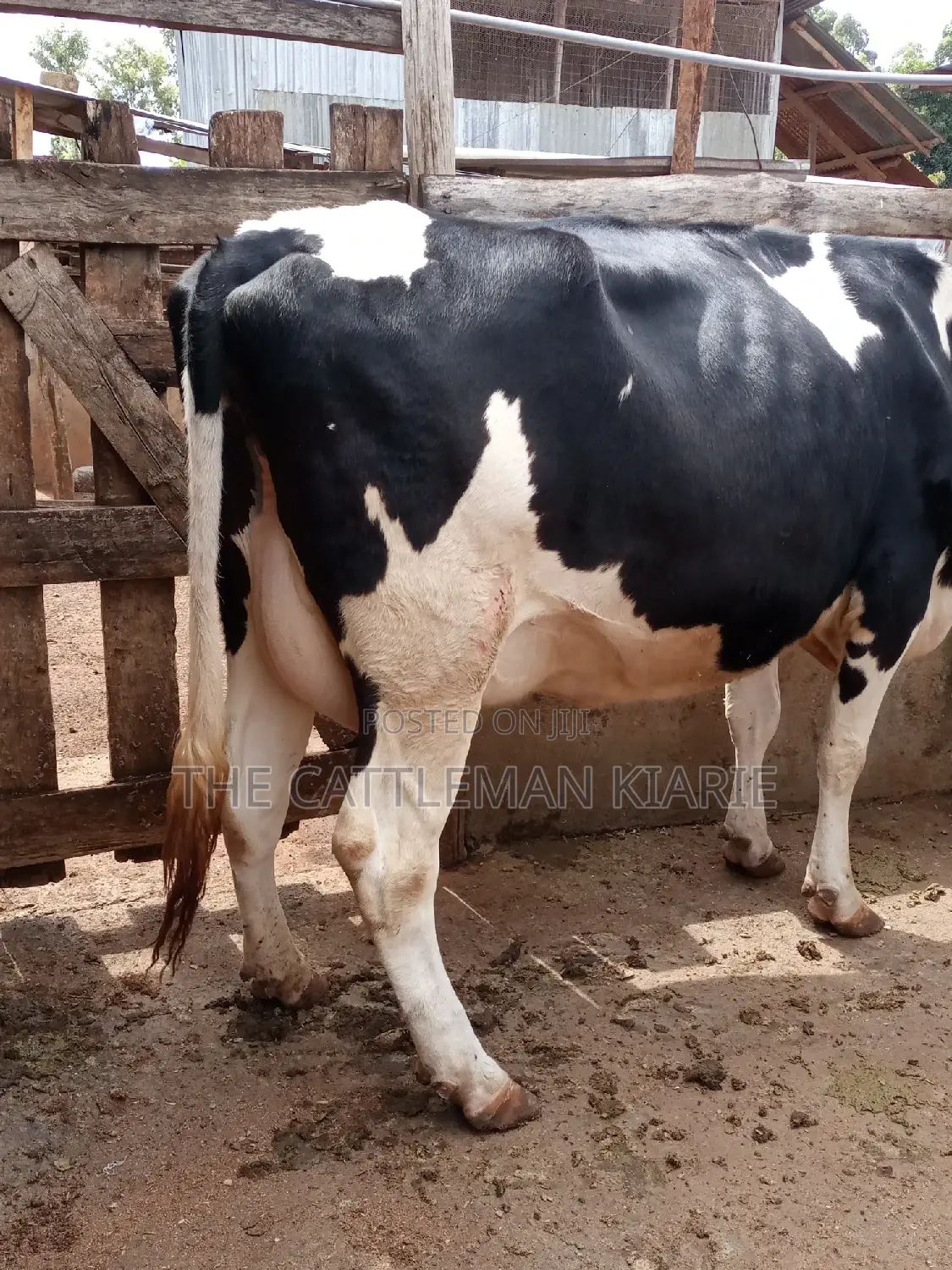 Pedigree Friesian Heifer 8 Months Incalf