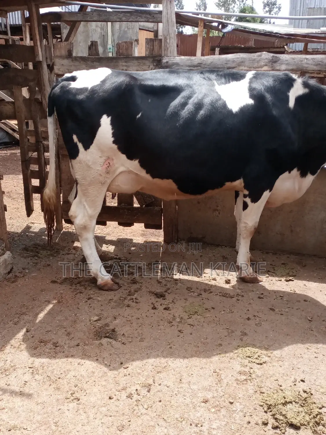 Pedigree Friesian Heifer 8 Months Incalf