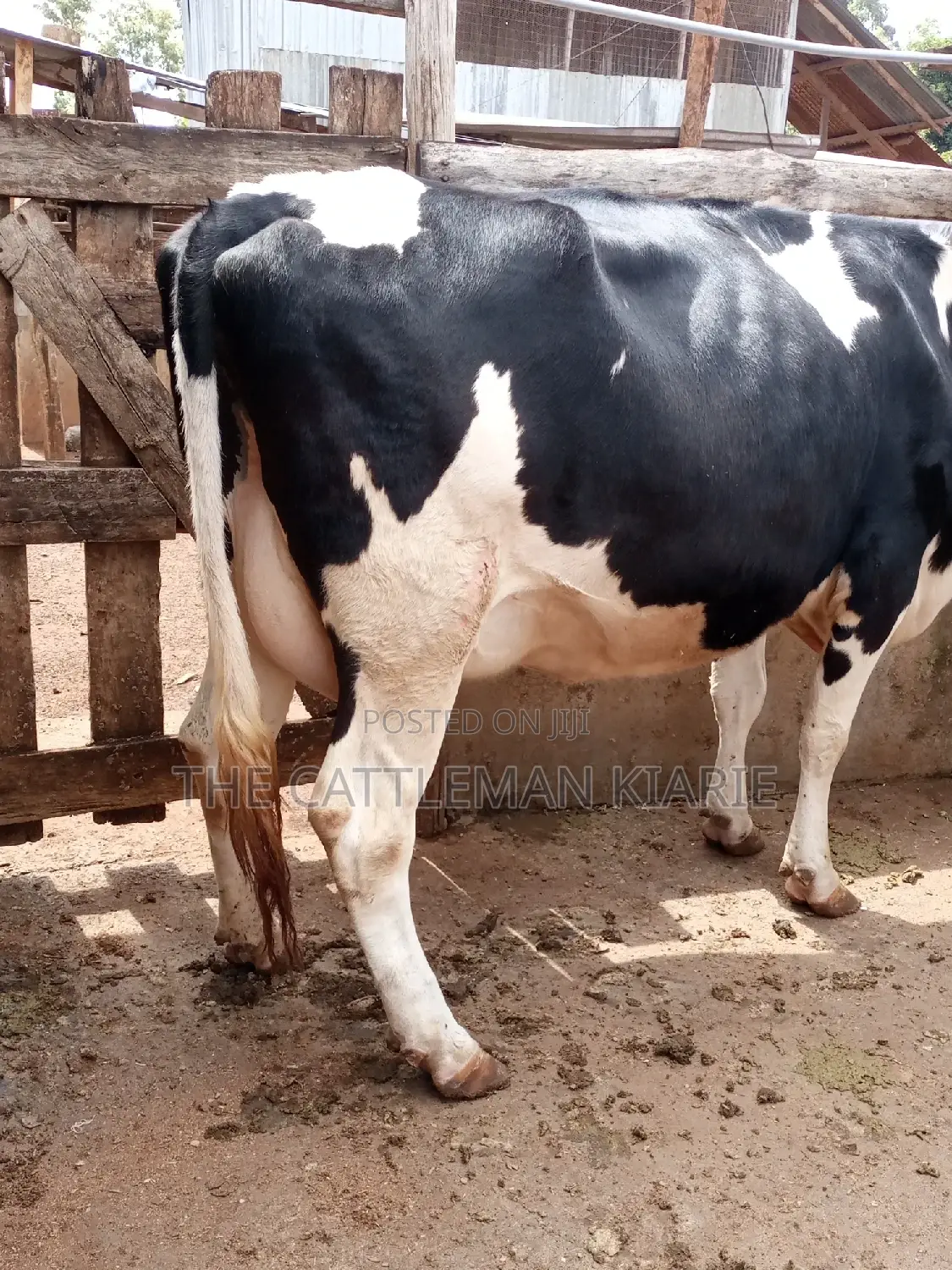 Pedigree Friesian Heifer 8 Months Incalf