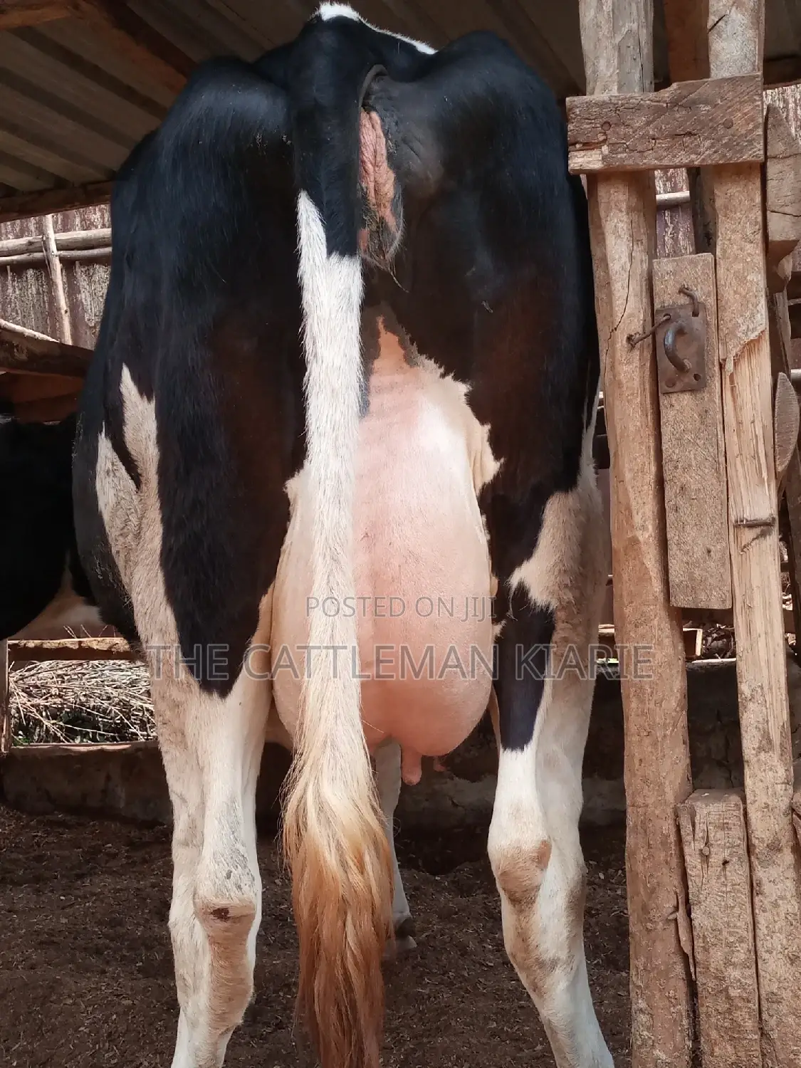 Pedigree Friesian Heifer 8 Months Incalf