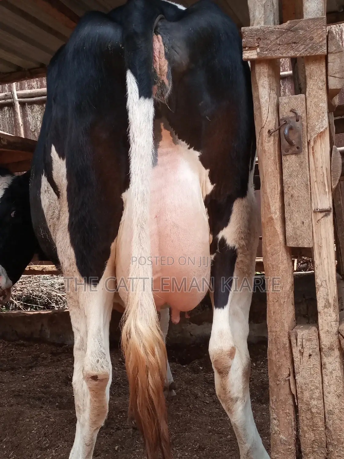 Pedigree Friesian Heifer 8 Months Incalf