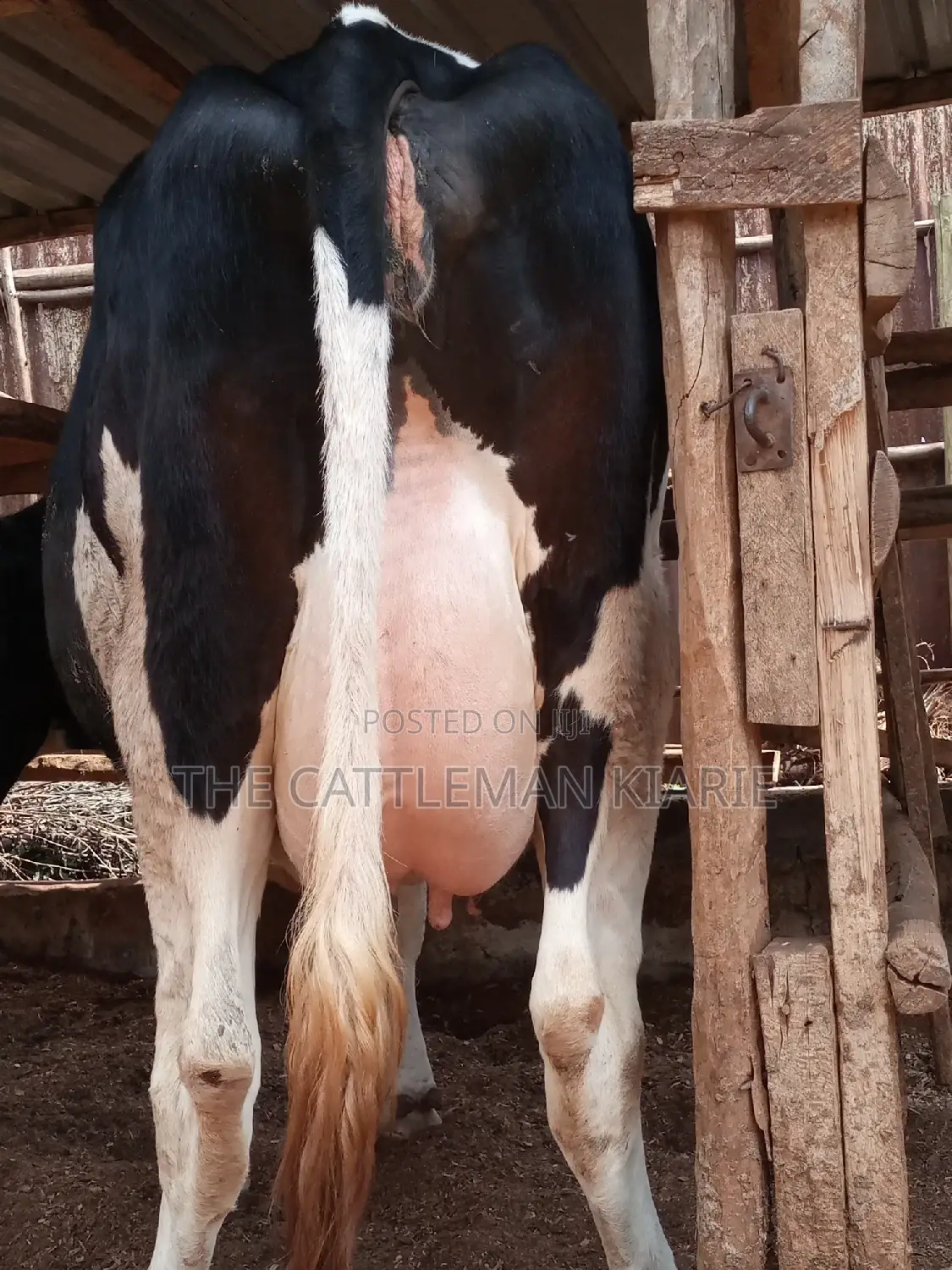 Pedigree Friesian Heifer 8 Months Incalf