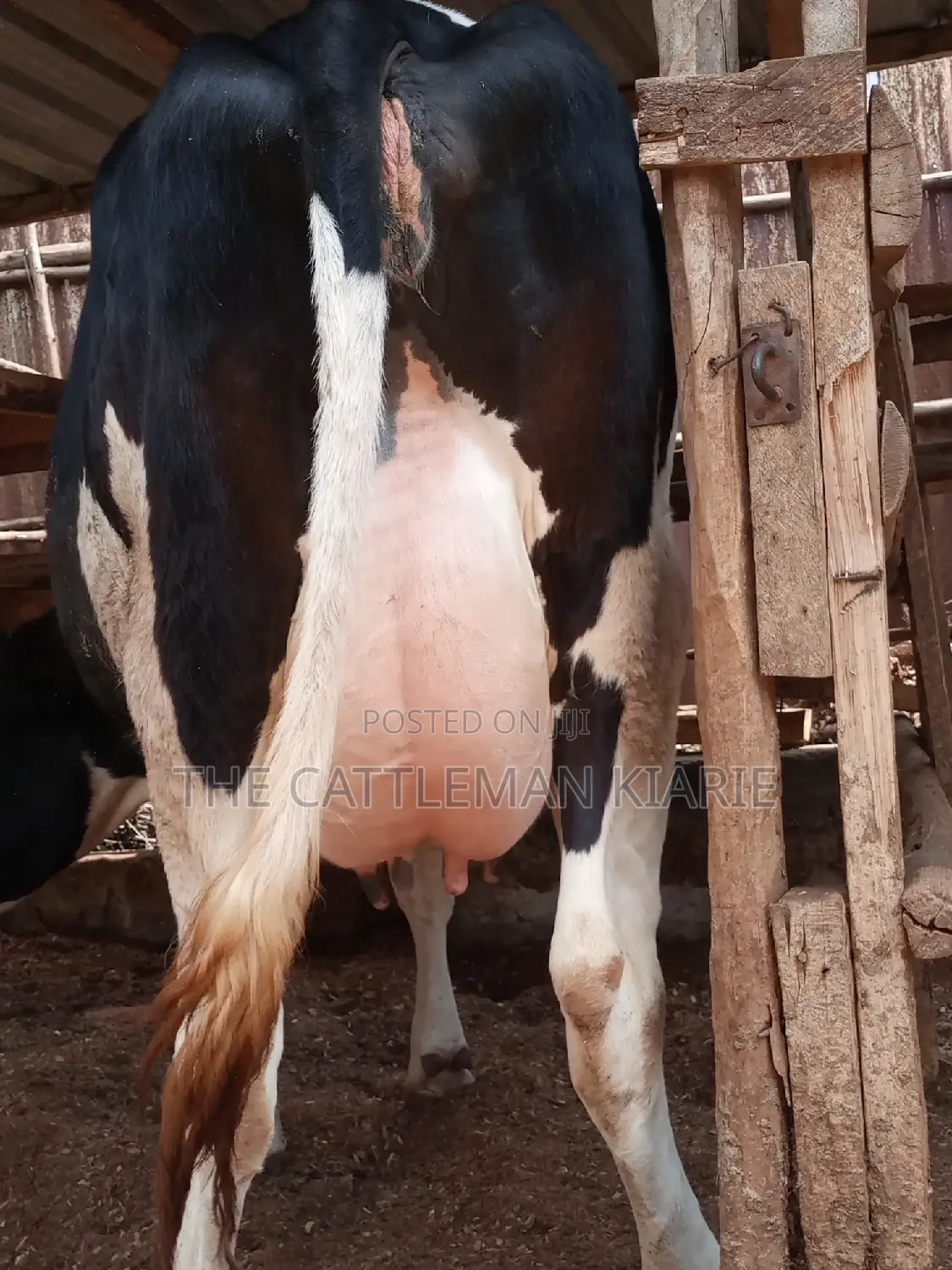 Pedigree Friesian Heifer 8 Months Incalf