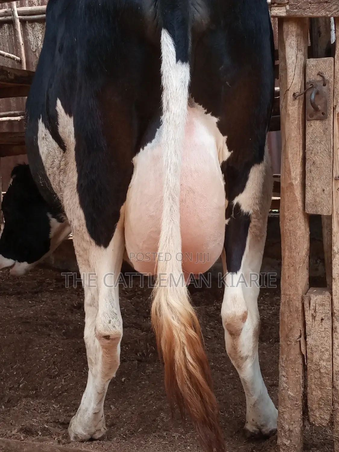 Pedigree Friesian Heifer 8 Months Incalf