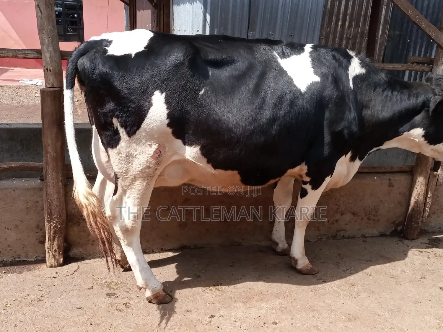 Pedigree Friesian Heifer 8 Months Incalf