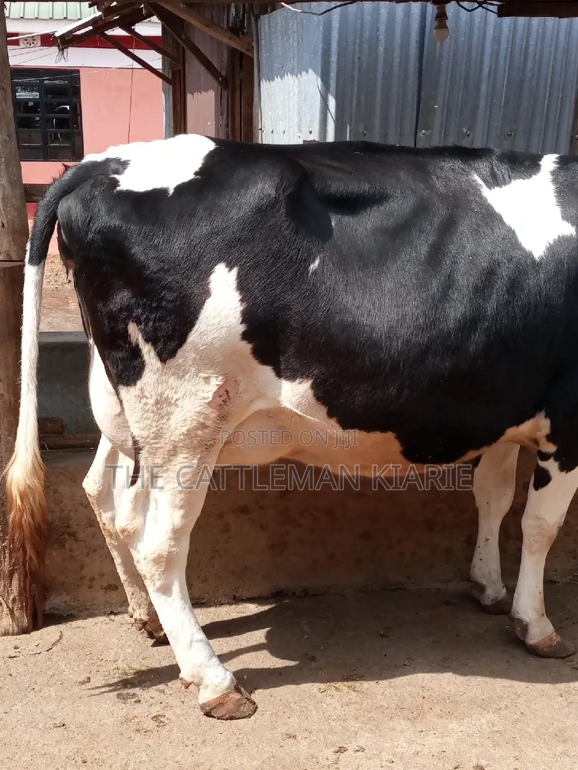 Pedigree Friesian Heifer 8 Months Incalf