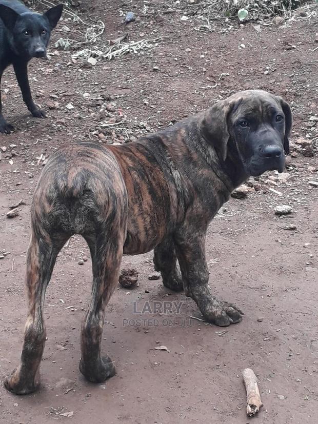 1-3 Month Female Purebred Boerboel