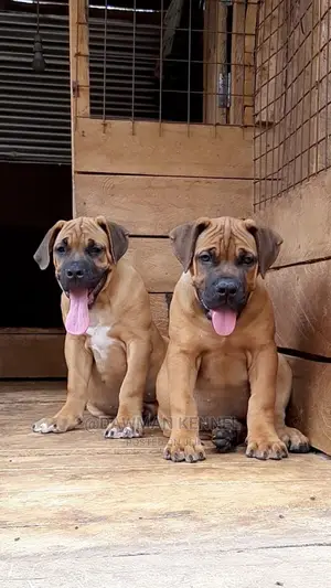 1-3 Month Female Purebred Boerboel