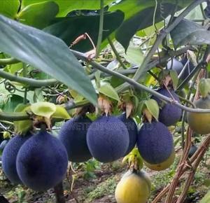 Sweet Granadilla Passion - thumbnail 2