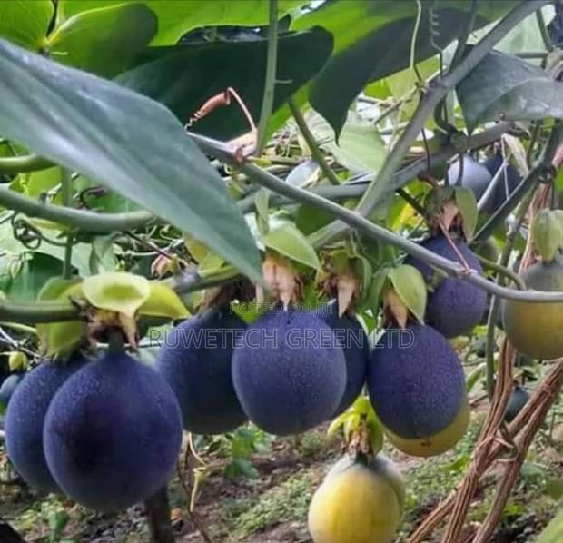 Sweet Granadilla Passion - main view