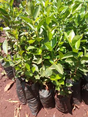 Strawberries Guava - thumbnail 2