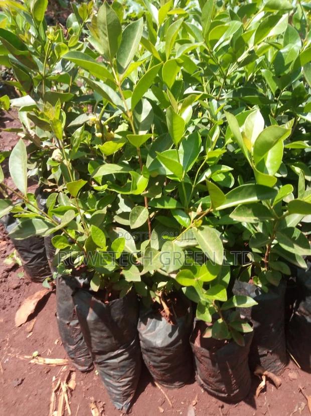 Strawberries Guava - main view