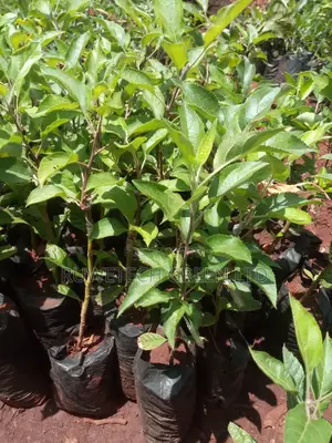 Grafted Apples Seedlings