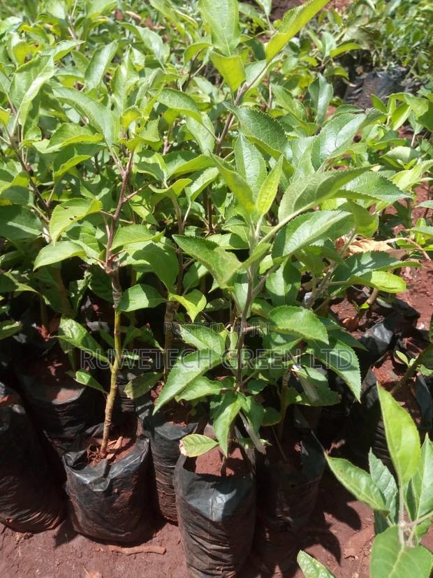 Grafted Apples Seedlings - main view