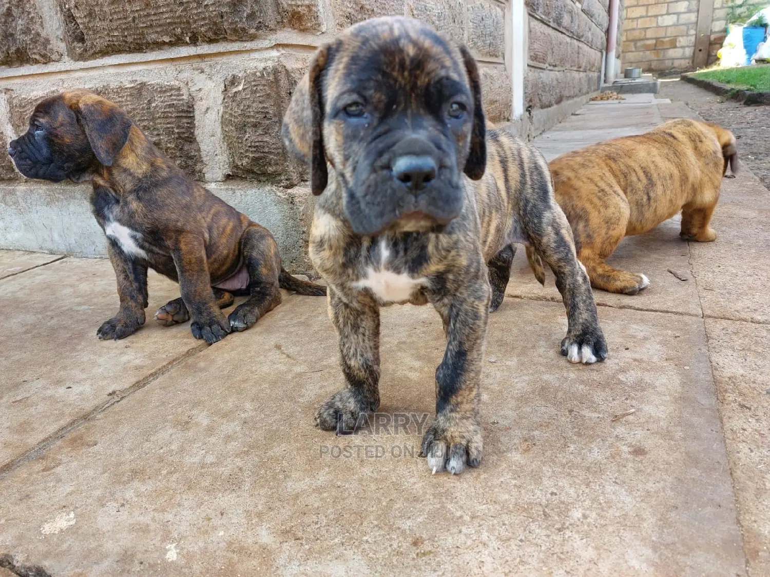 1-3 Month Female Purebred Boerboel