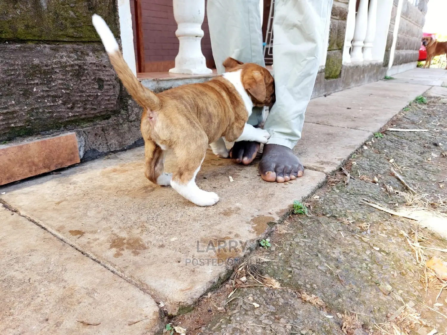 1-3 Month Female Purebred Boerboel