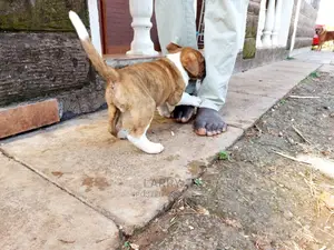 1-3 Month Female Purebred Boerboel