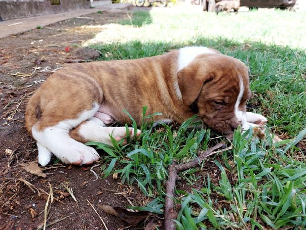 1-3 Month Female Purebred Boerboel - thumbnail 3