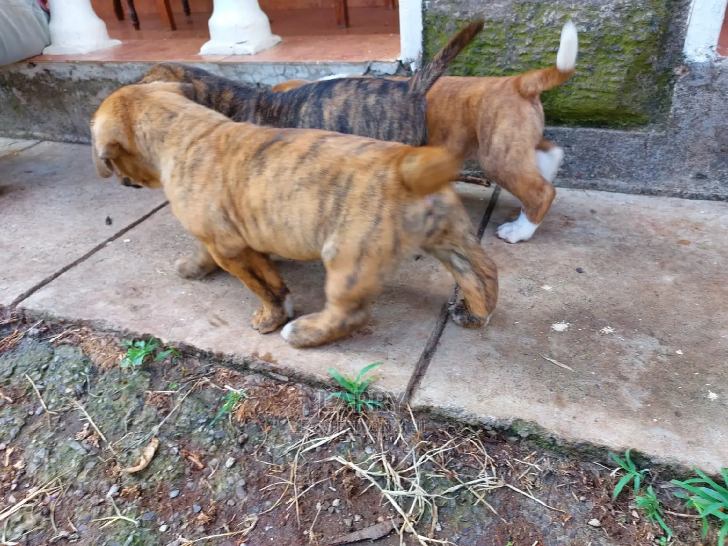 1-3 Month Female Purebred Boerboel