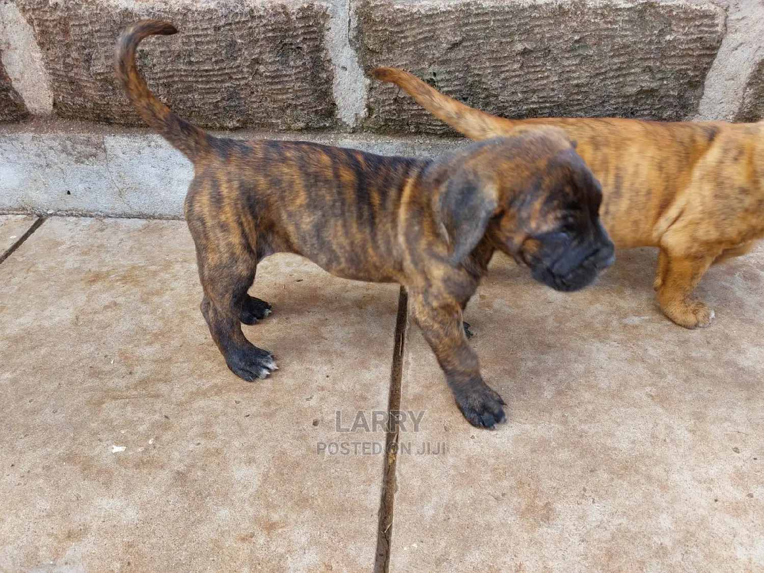 1-3 Month Female Purebred Boerboel