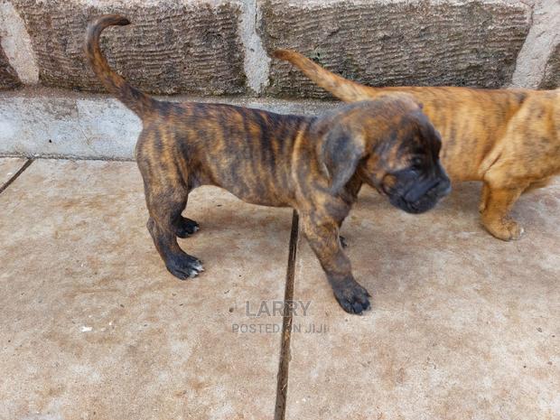 1-3 Month Female Purebred Boerboel - thumbnail 7