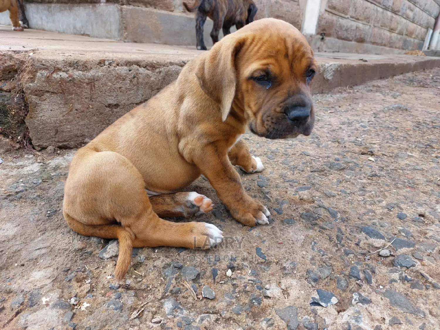 1-3 Month Female Purebred Boerboel