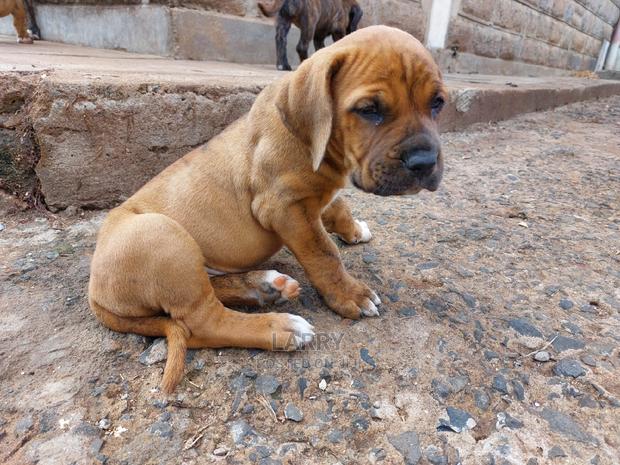 1-3 Month Female Purebred Boerboel - thumbnail 8