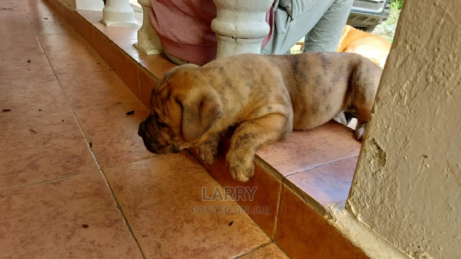 1-3 Month Female Purebred Boerboel