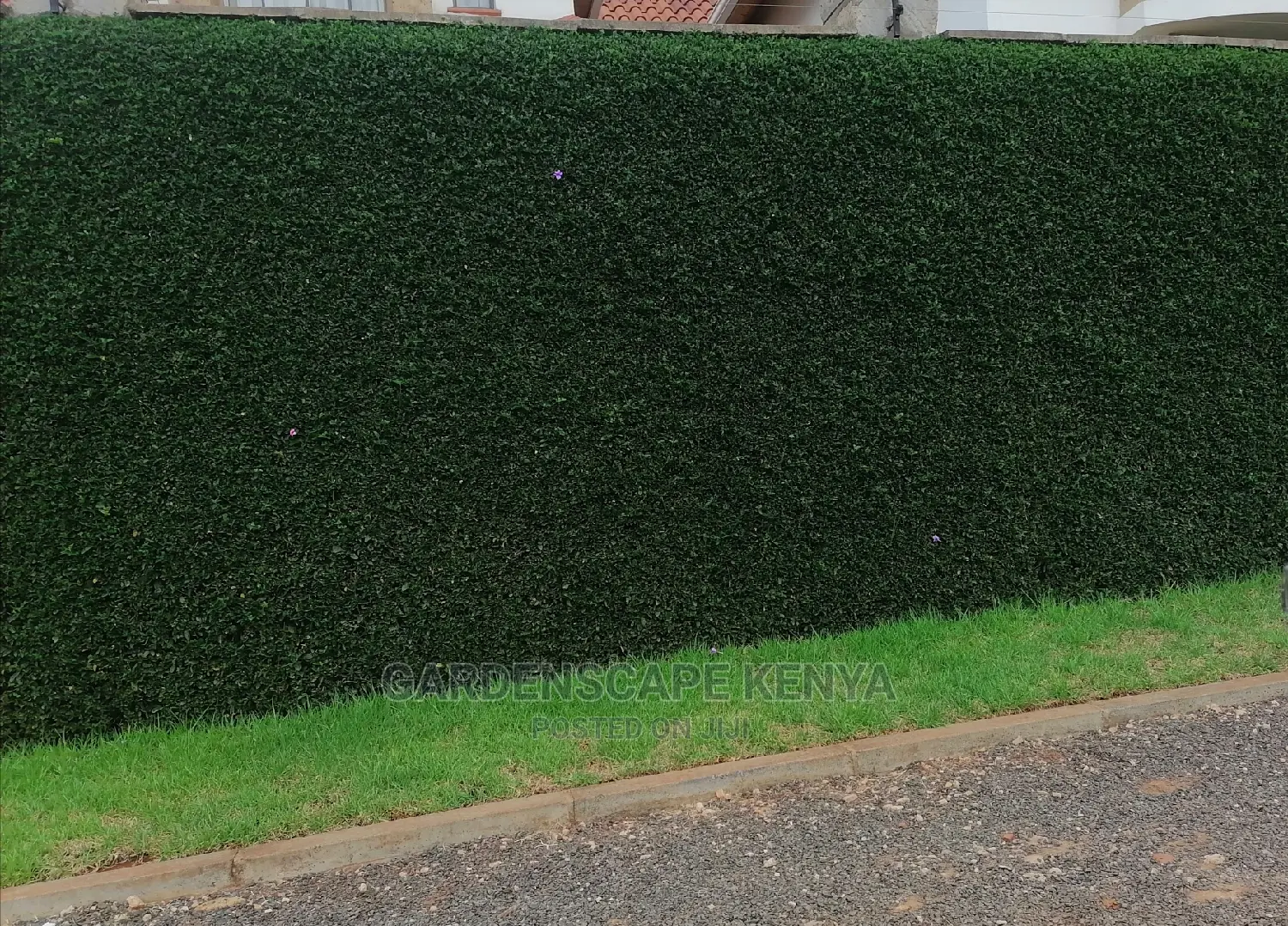 Barleria Shrubs for Fencing