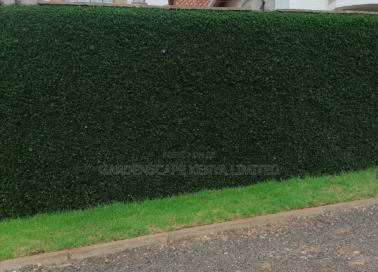 Barleria Shrubs for Fencing