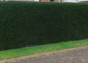 Barleria Shrubs for Fencing