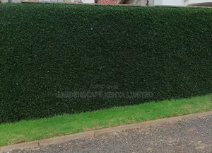 Barleria Shrubs for Fencing