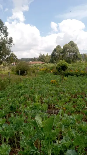 100 by 100 Plots Murengeti, Limuru