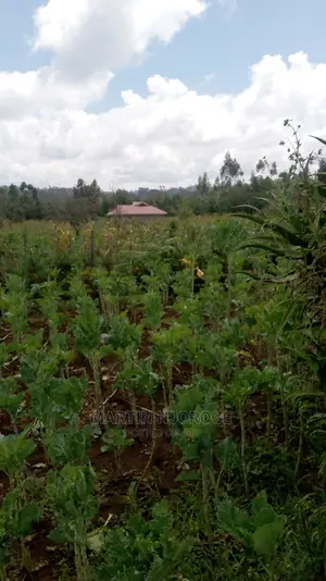 100 by 100 Plots Murengeti, Limuru