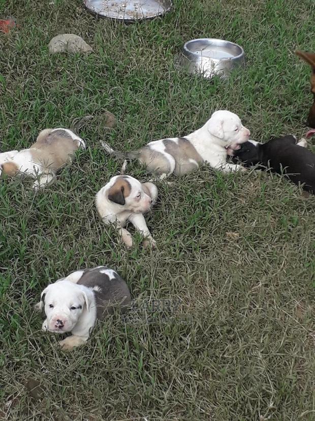 1-3 Month Female Purebred American Pit Bull Terrier
