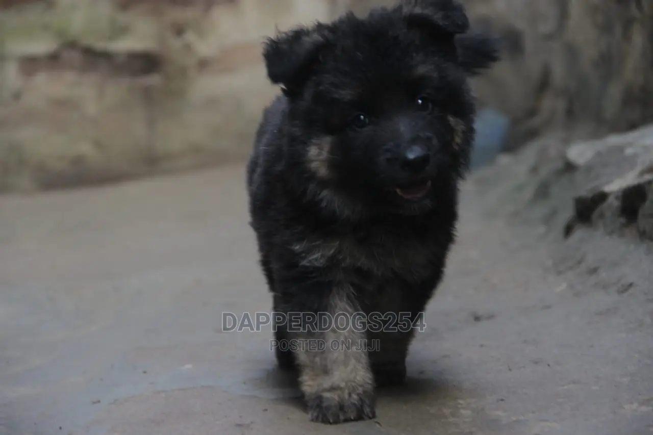 1-3 months Male Purebred German Shepherd