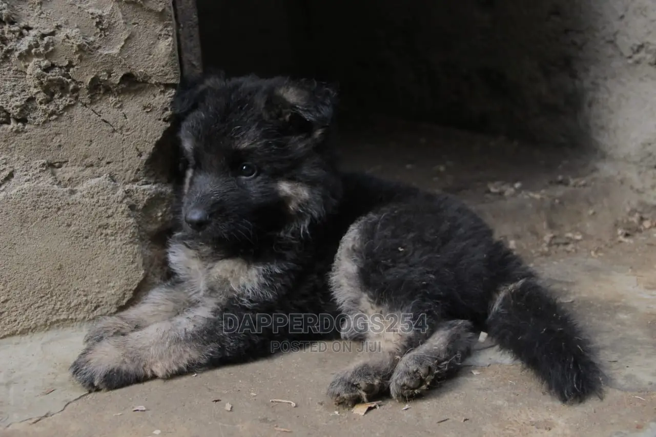 1-3 months Male Purebred German Shepherd