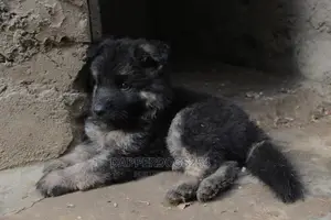 1-3 months Male Purebred German Shepherd